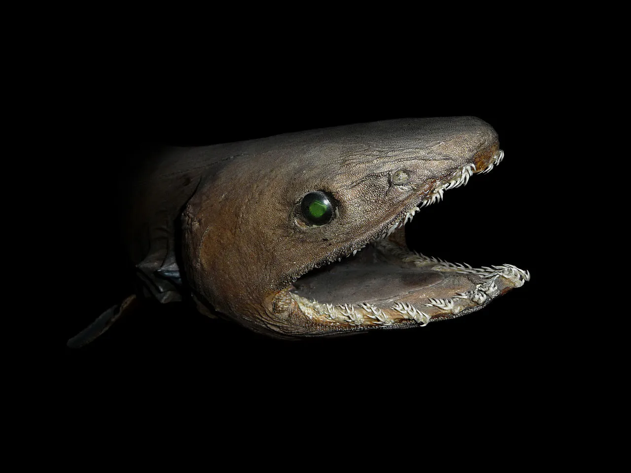 The Scariest Monsters of the Deep Sea, Science