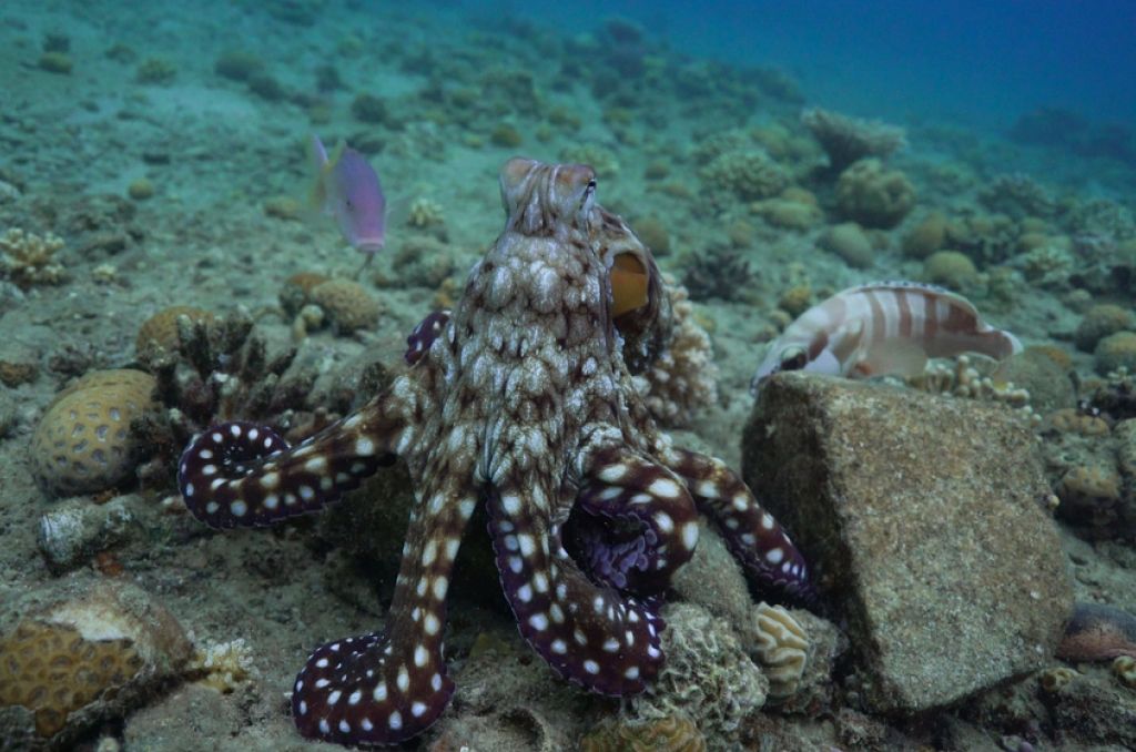 Octopus seen in reef