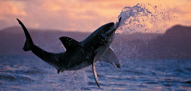 great white attacks a seal decoy