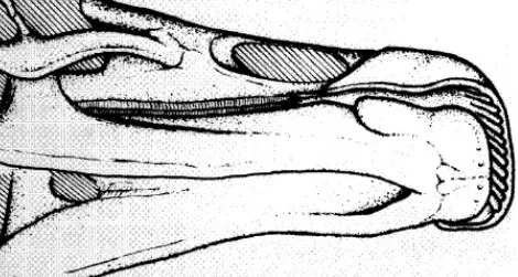 A reconstruction of the Edmontosaurus skull LACM 23502, with a beak based on a natural mold.