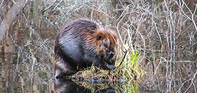 Beaver at Prescott Peninsula