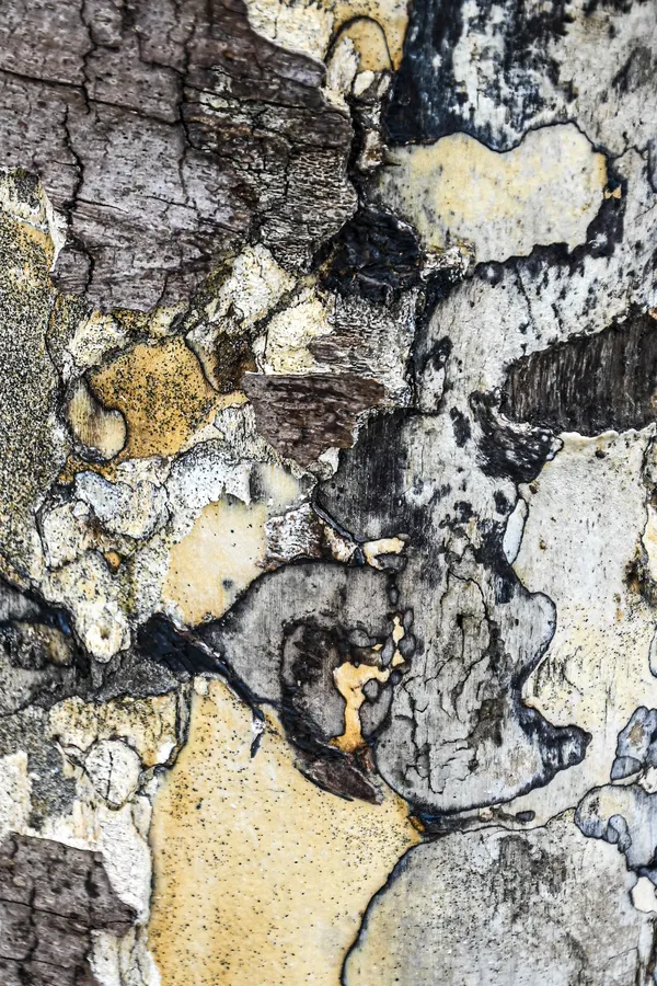 Tree Bark, Silver Birch thumbnail