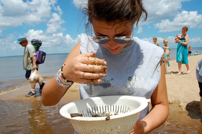 Five Places Where You Can Collect Fossils in the D.C. Area