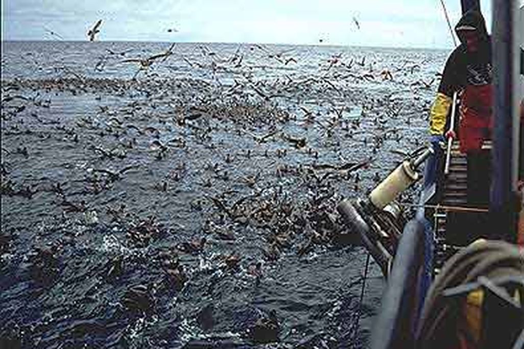 Seabirds with longline fishing vessel