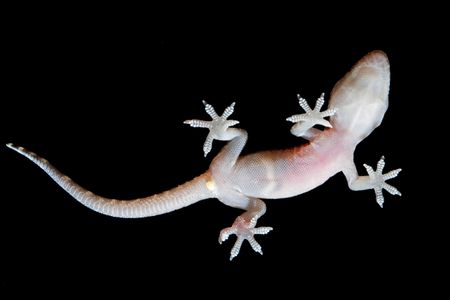 A gecko uses millions of tiny hairs to cling powerfully to surfaces. A new device exploits this adaptation by using ultraviolet light as a switch.