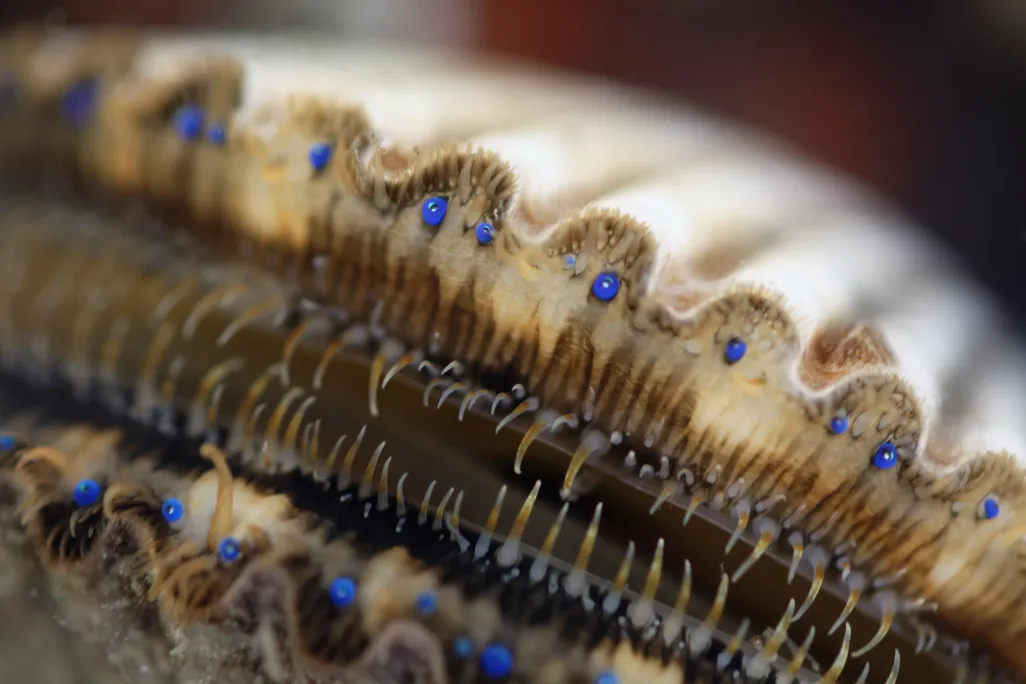 Scallop Eyes