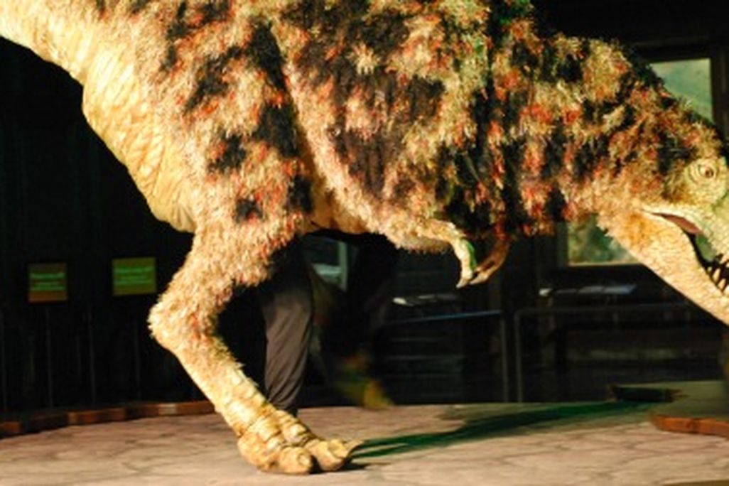 The juvenile tyrannosaur puppet at the Natural History Museum of Los Angeles County