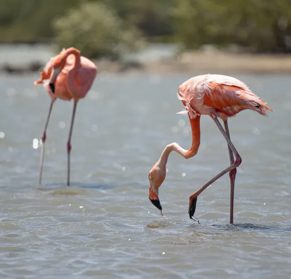 Delicate Dancers thumbnail