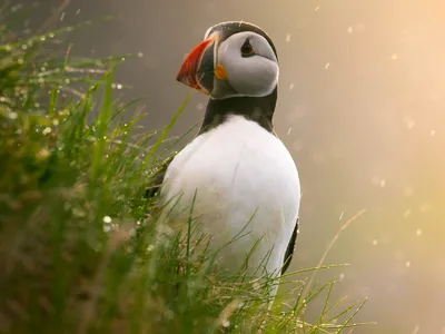 A puffin in soft light surrounded by faint raindrops.