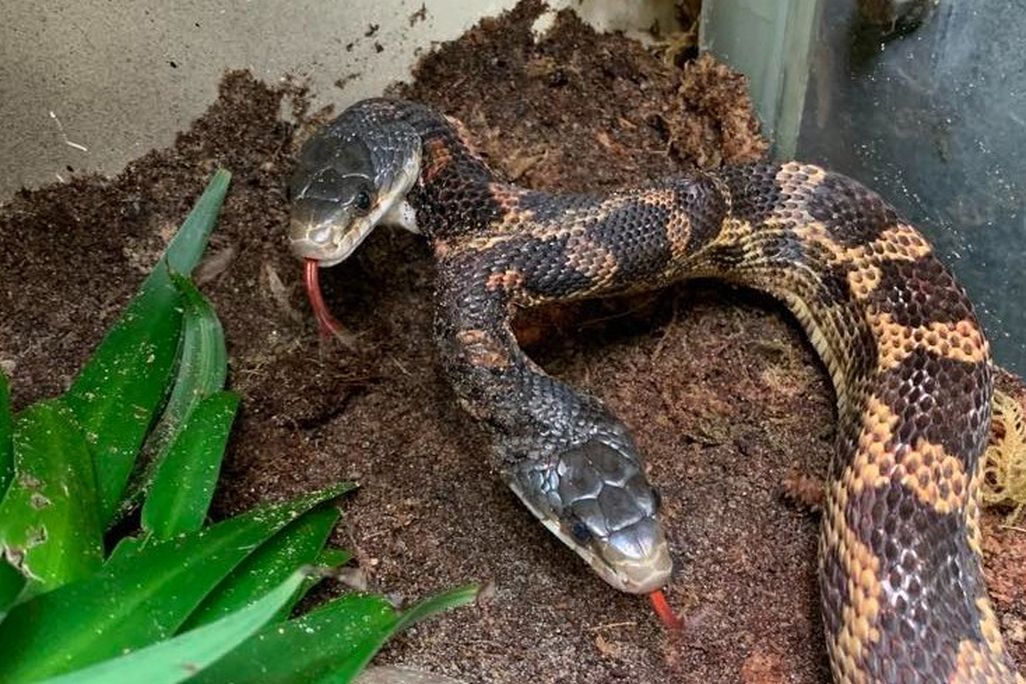 Two-headed snake in zoo enclosure