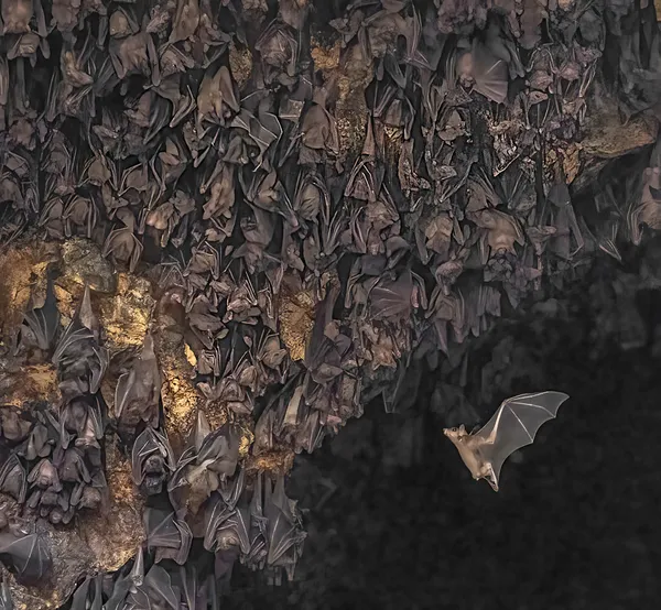 Thousands of bats living in a temple in Bali thumbnail