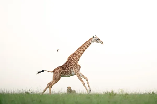 A tiny bird chases a giraffe thumbnail