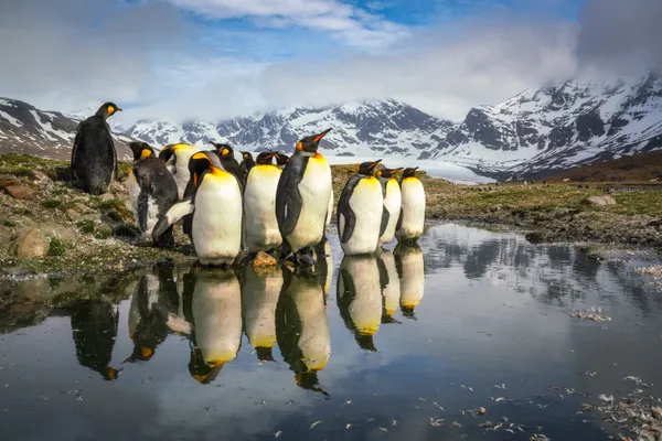 King Penguins thumbnail