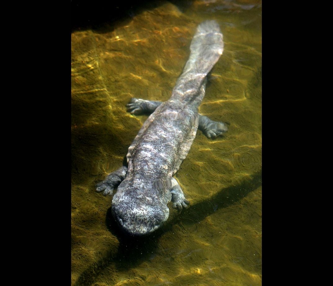 Chinese giant salamanders Guanxi