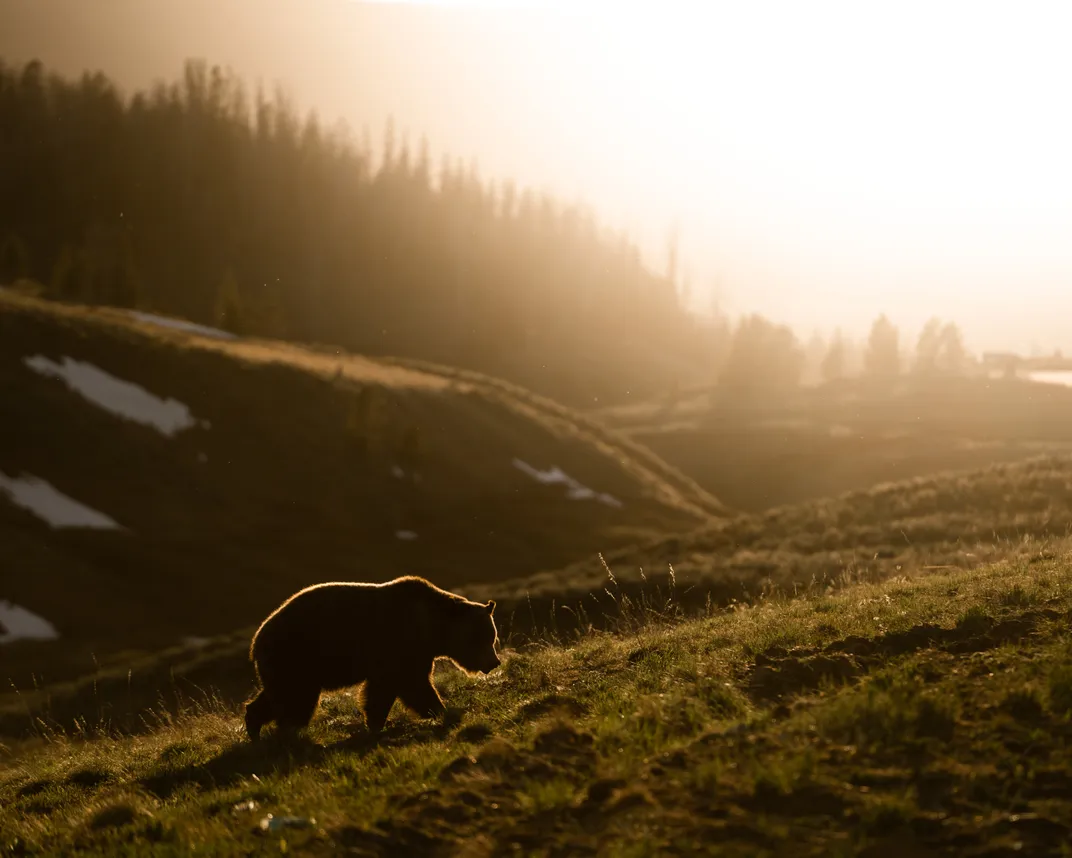 A bear walks up a hill during sunrise