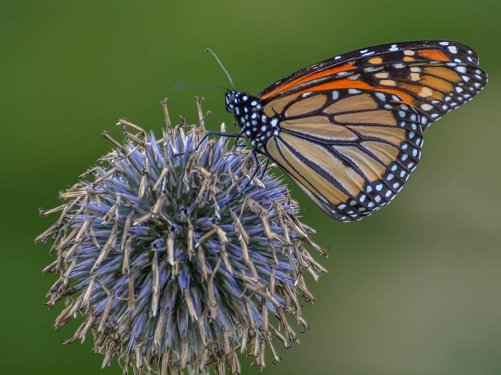 A monarch butterfly sits on a globe thistle on a green background