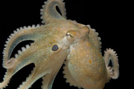 By studying the genome of a kind of octopus not known for its friendliness toward its peers, then testing its behavioral reaction to a popular mood-altering drug called MDMA or 'ecstasy,' scientists say they have found preliminary evidence of an evolutionary link between the social behaviors of the sea creature and humans, species separated by 500 million years on the evolutionary tree.