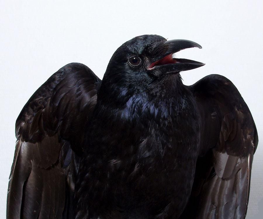 Do Crows Possess a Form of Consciousness?