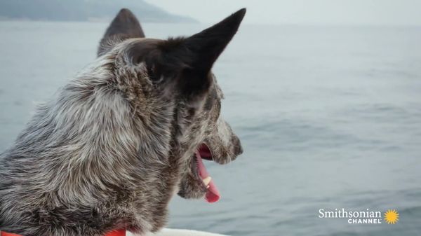 Preview thumbnail for This Dog Is Trained to Sniff Out and Locate Whale Poop