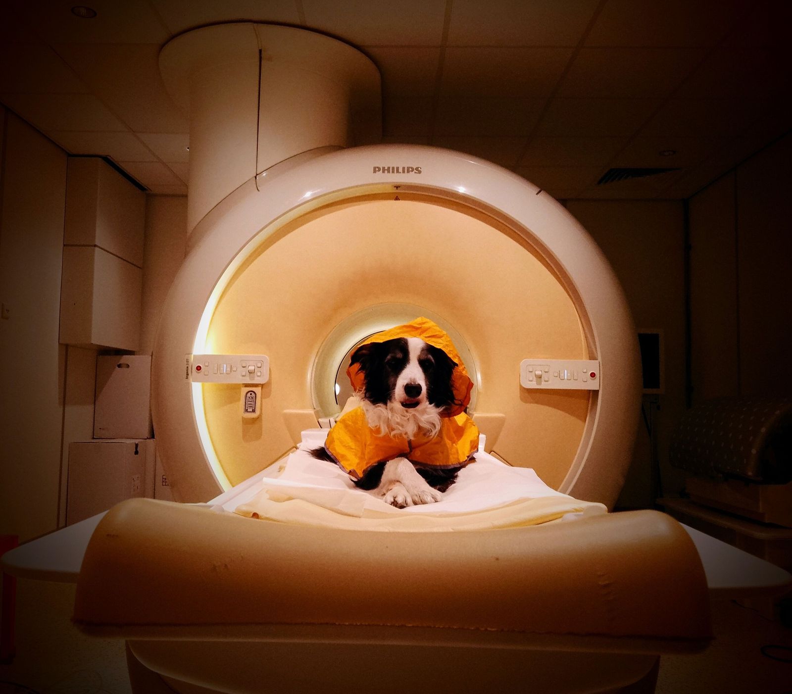 Scientists Gave Dogs MRIs and Learned That They're Surprisingly Good at Distinguishing Between Human Emotions, Even Some Negative Ones