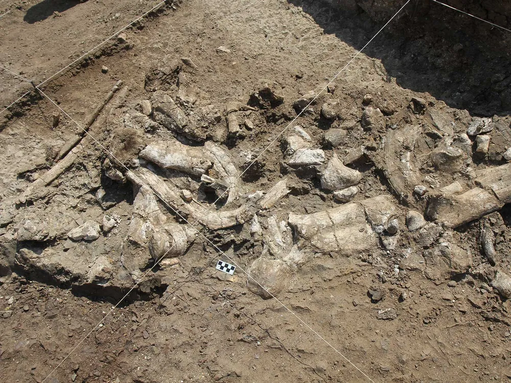 Fossil Hippo Skeleton