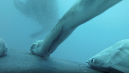 Watch Suckerfish Hitch a Wild Ride on Humpback Whales in Rare Video Footage