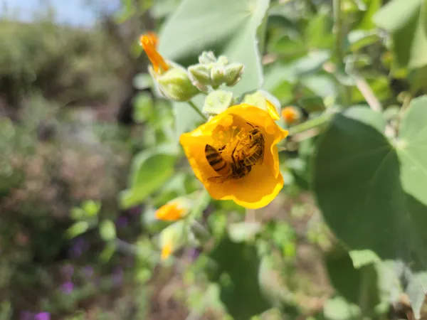 Bees at Work thumbnail