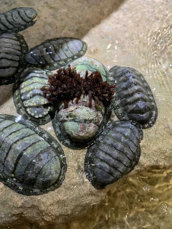 A colony of chitons at the coast thumbnail