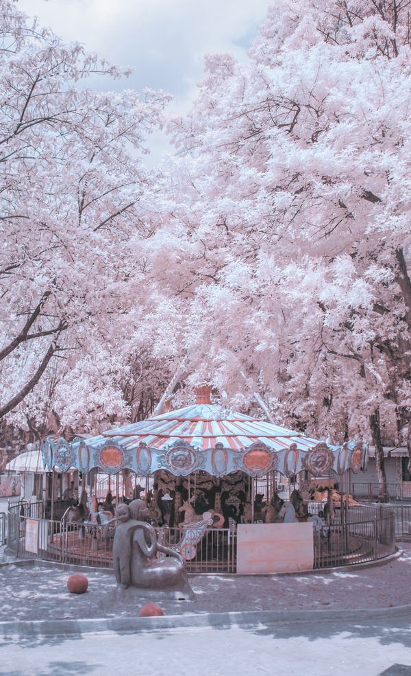 Cherry blossom carousel thumbnail