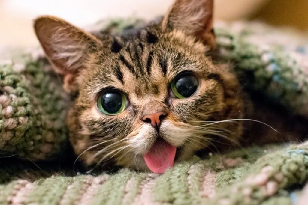 lil-bub.jpg