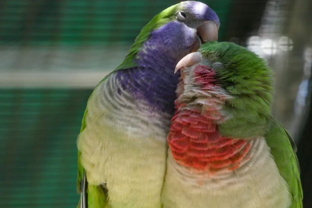 Two parakeets standing next to each other