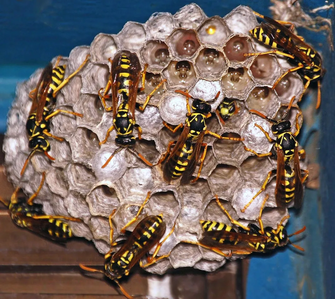 wasp nest