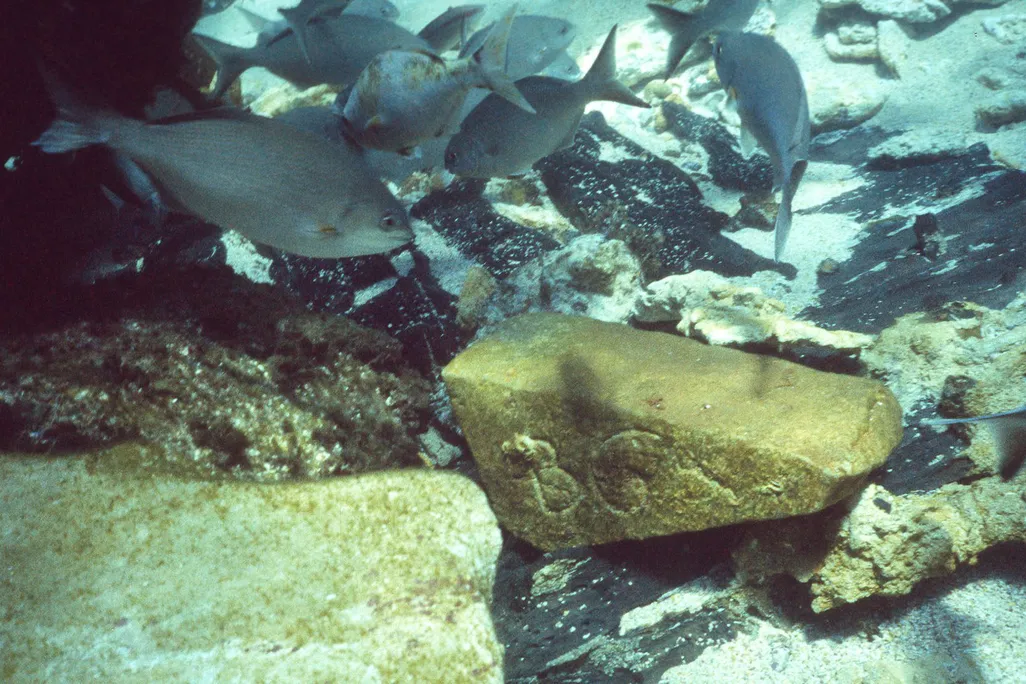A piece of sandstone with fish behind it underwater