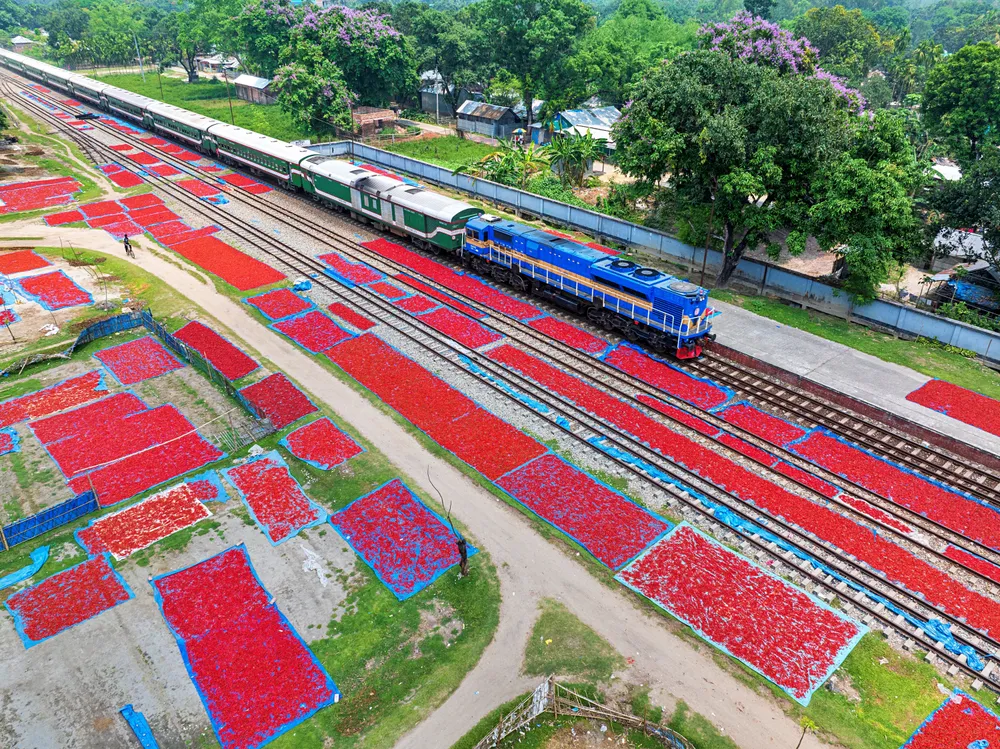 The fields are alive with the vibrant red of drying chilies, neatly spread out along the railway tracks. A train rolls through, its path cutting through the colorful landscape, showcasing the beauty of rural life and the hardworking spirit of the people.