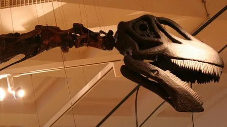 A mount of Cetiosaurus at the New Walk Museum in Leicester. While the neck of this sauropod is almost completely known, no skull has ever been described.