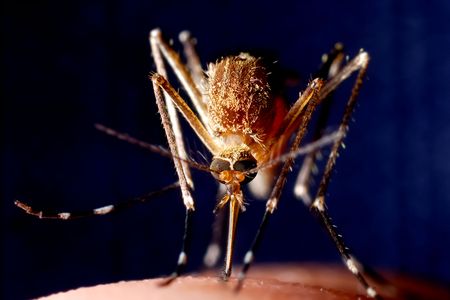 Mosquito-borne diseases, such as Zika, malaria and Rift Valley Fever, threaten billions of people around the world. 