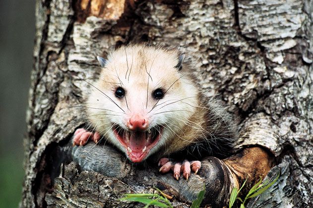 Opossum family