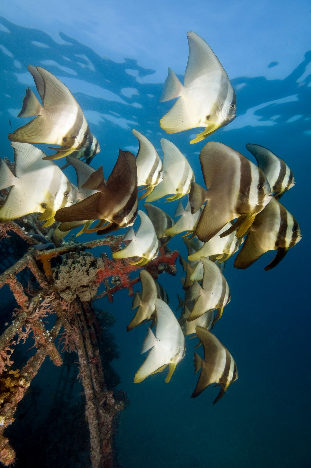 School of batfish | Smithsonian Photo Contest | Smithsonian Magazine