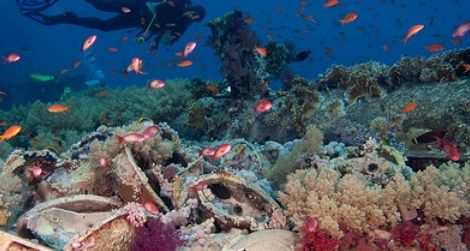 The world’s reefs are fading fast.