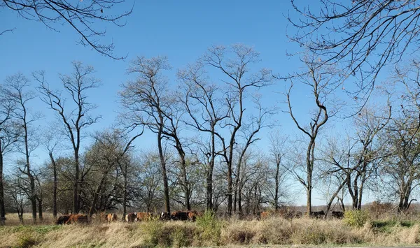 Cattle Grazing thumbnail