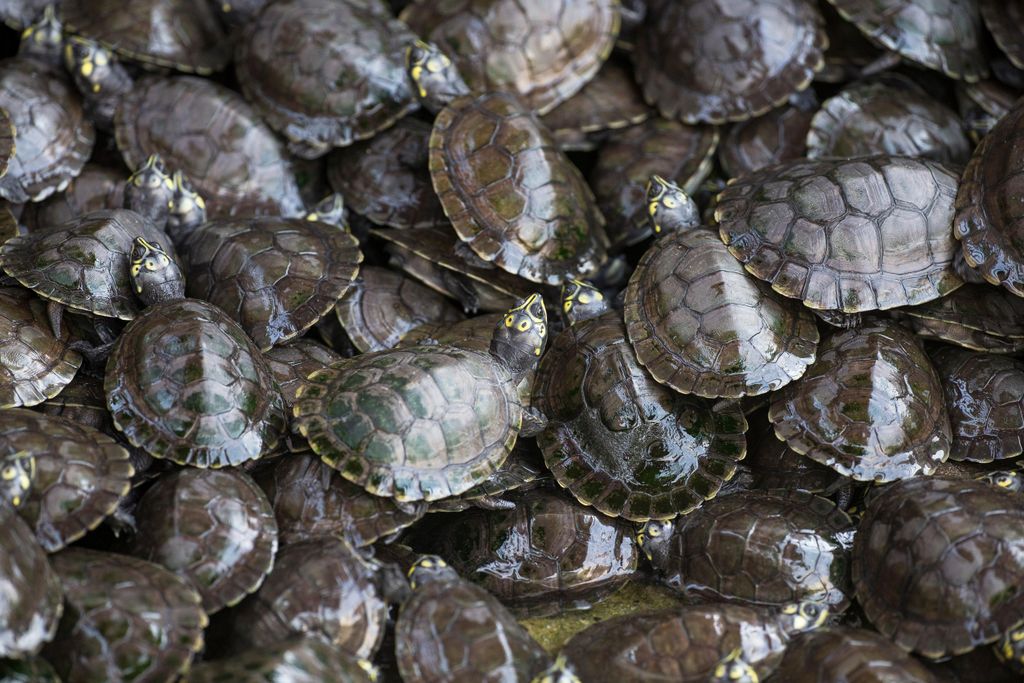 turtles.jpg