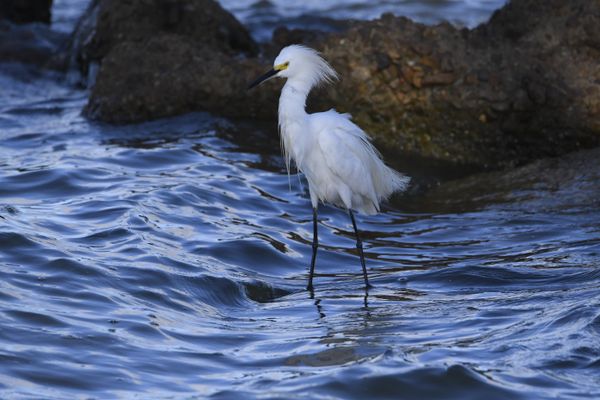 Snowy egret in the bay thumbnail