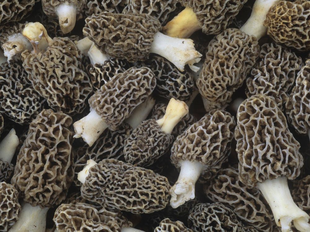 Morel Mushrooms