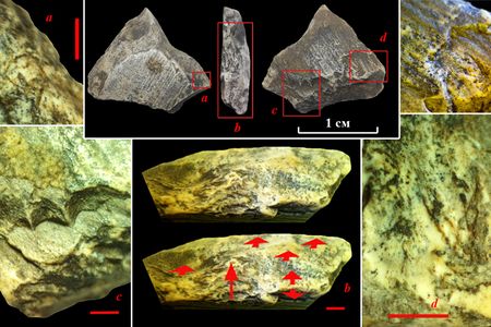 The ivory fragments show signs of manipulation by early humans.