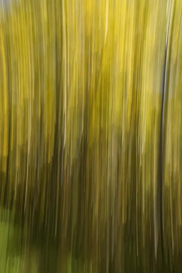 A capture of Aspen trees in bloom thumbnail