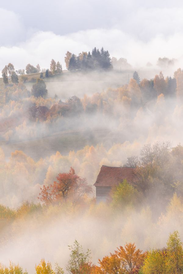 Autumn fog thumbnail