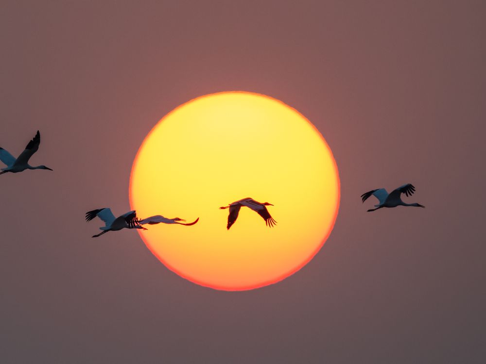 Sunset crane shadow Smithsonian Photo Contest Smithsonian Magazine