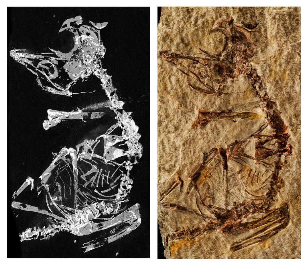 127-Million-Year-Old Baby Bird Fossil Offers Peek Into Ancient Avian Development