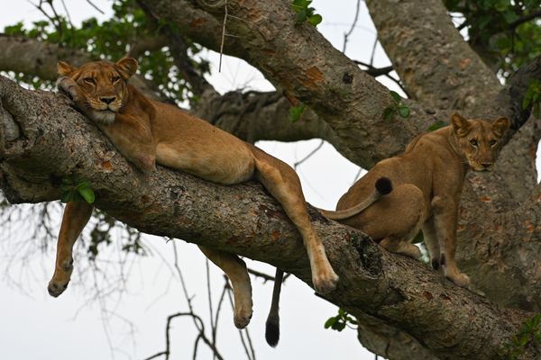 Tree lions in Ishasha thumbnail