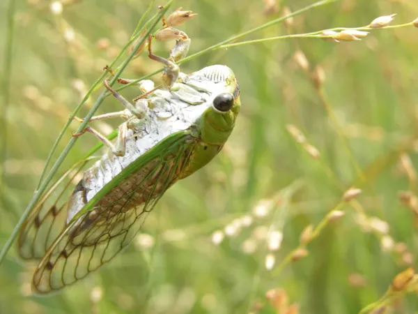 Green cicada (Neotibicen species) thumbnail